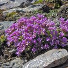 Petrocallis pyrenaica - Steinschmückerl eine besondere Rarität von ganz weit oben...