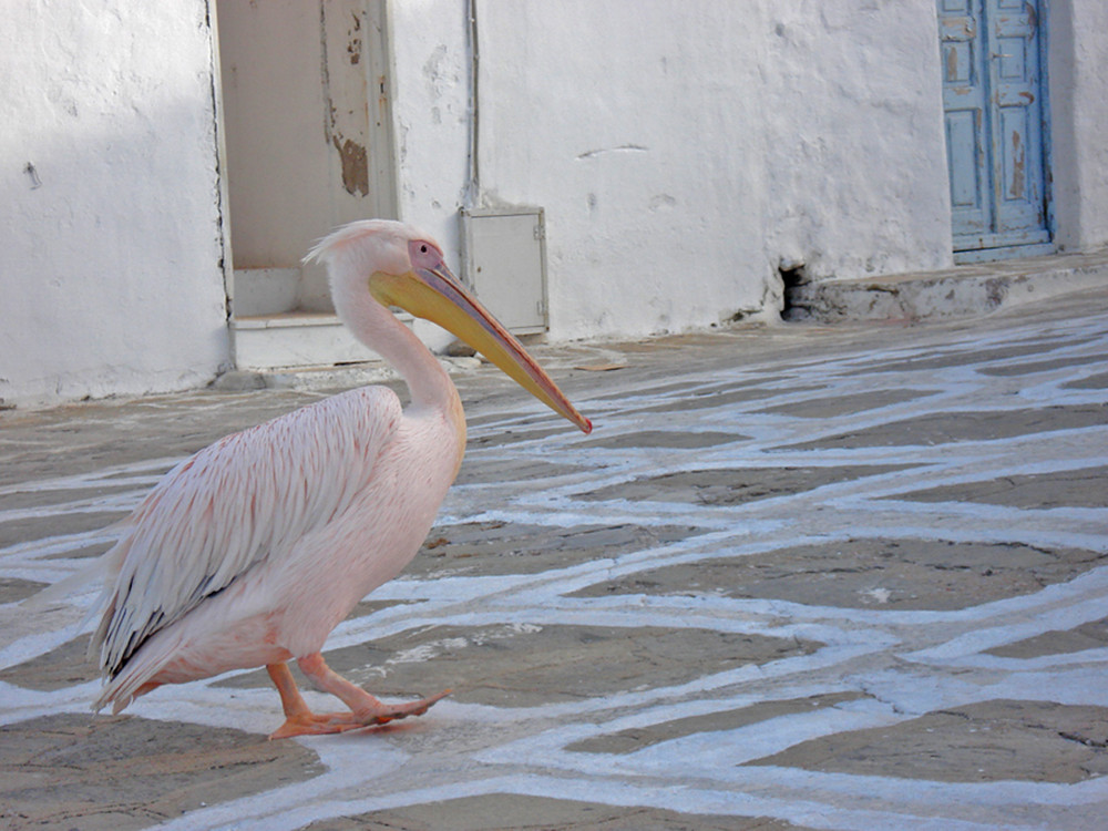 Petros, la mascota de Mykonos