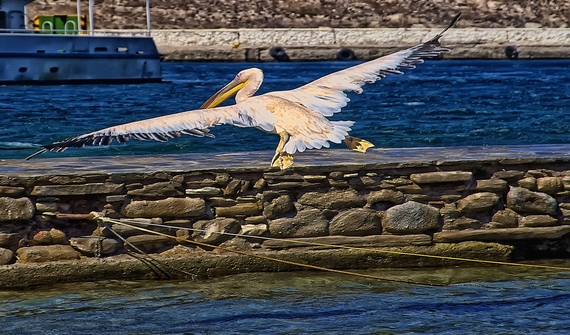 Petrus Alza el Vuelo