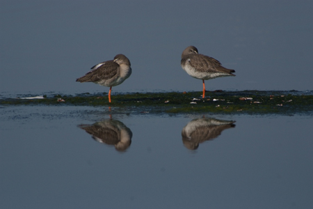 Pettegola - Tringa totanus - Sardegna