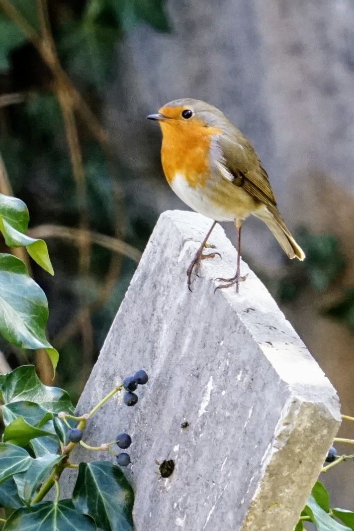 Pettirosso 