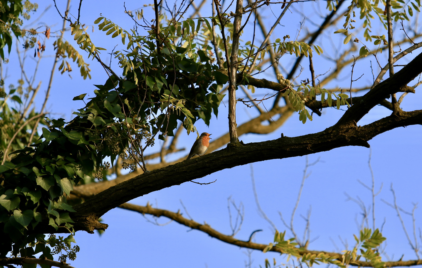 pettirosso al sole