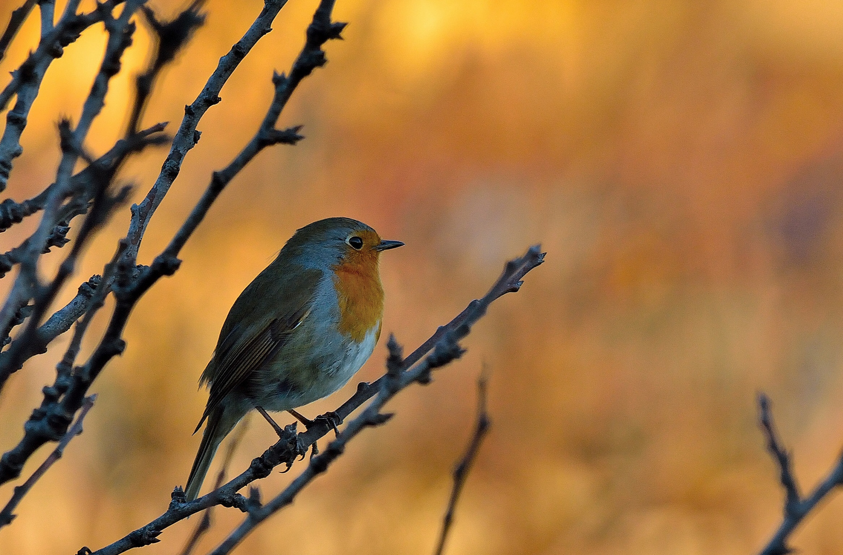 Pettirosso al tramonto