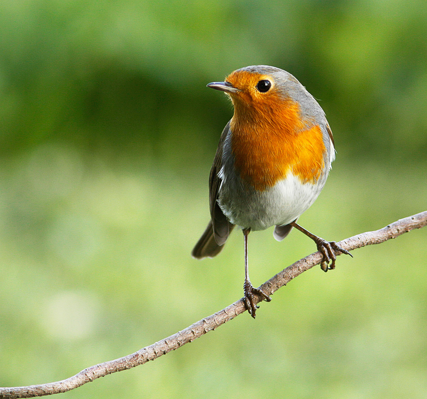 Pettirosso Foto % Immagini| animali, uccelli allo stato libero, animali ...