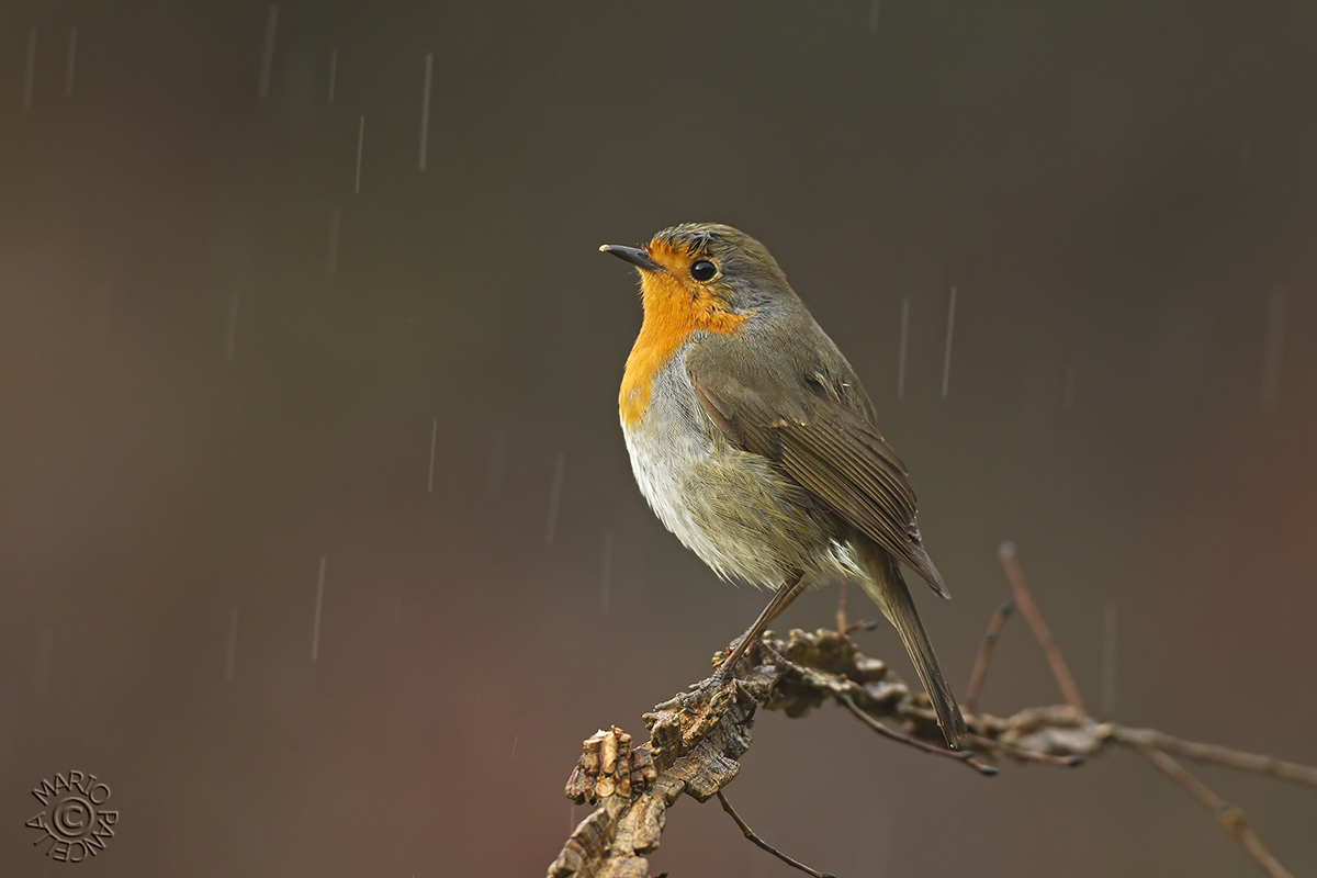 Pettirosso bagnato-Robin wet