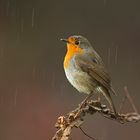 Pettirosso bagnato-Robin wet