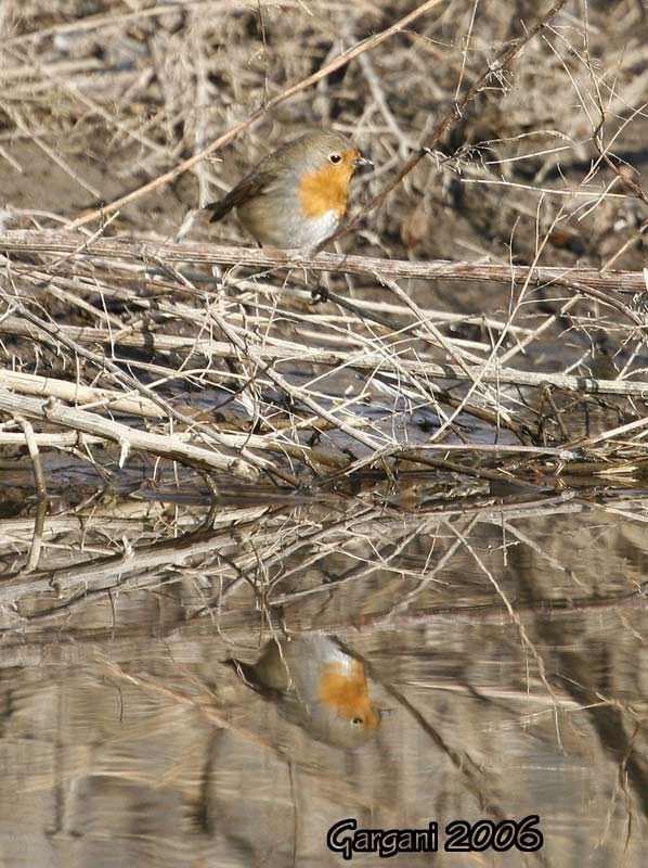 Pettirosso con riflesso