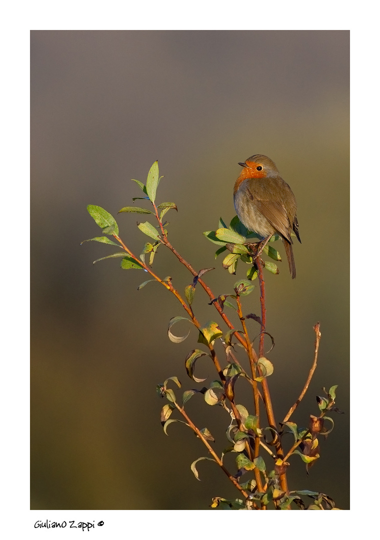 Pettirosso (Erithacus rubecola)