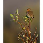 Pettirosso (Erithacus rubecola)