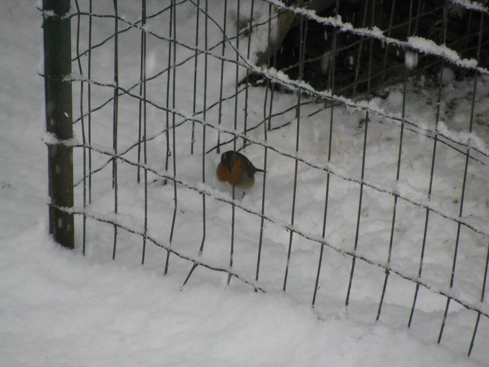 Pettirosso nella neve