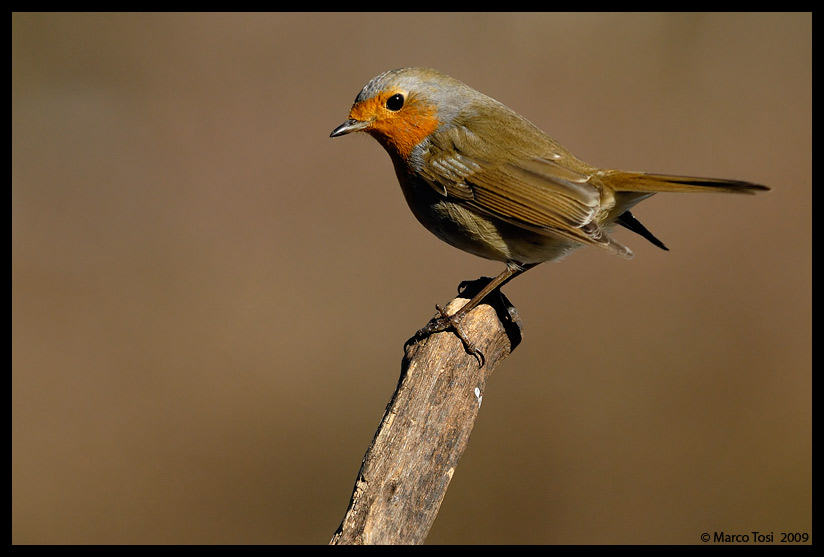 Pettirosso - Robin