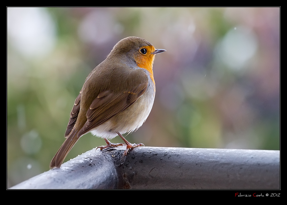 Pettirosso sul balcone di casa mia