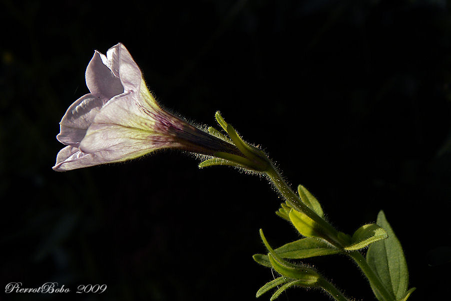 Pétunia