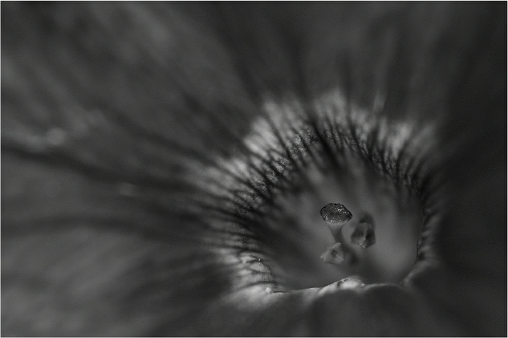 Petunia BW