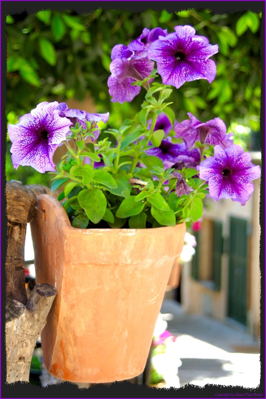 Petunia en Valldemossa