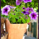 Petunia en Valldemossa