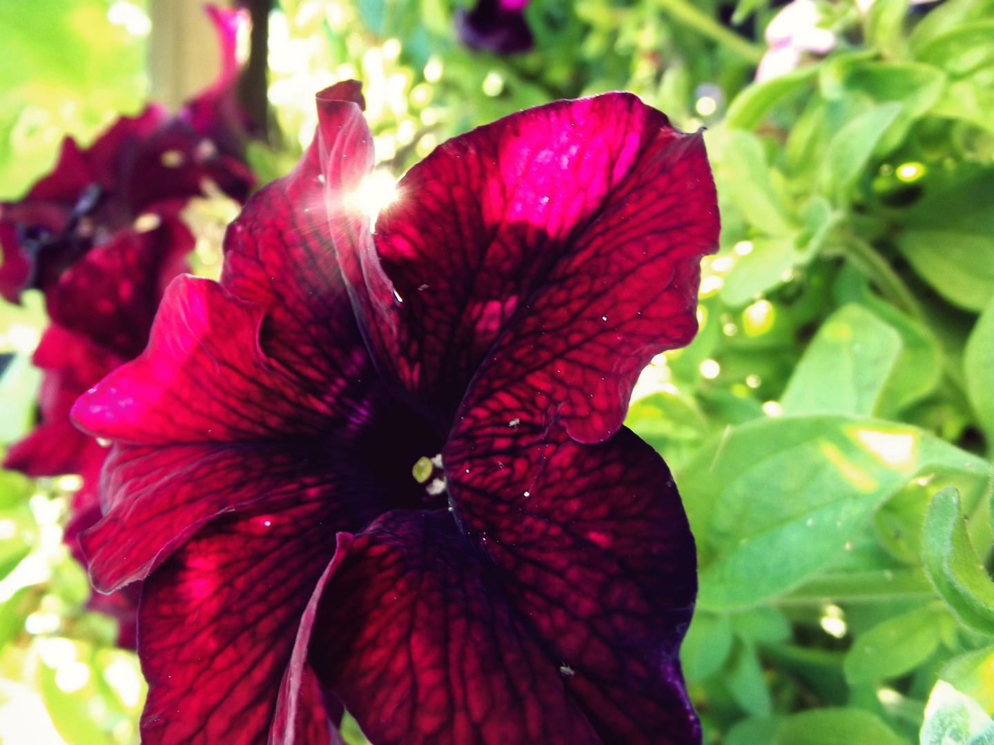 Petunia × hybrida