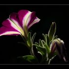 Petunia im Gegenlicht