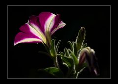 Petunia im Gegenlicht