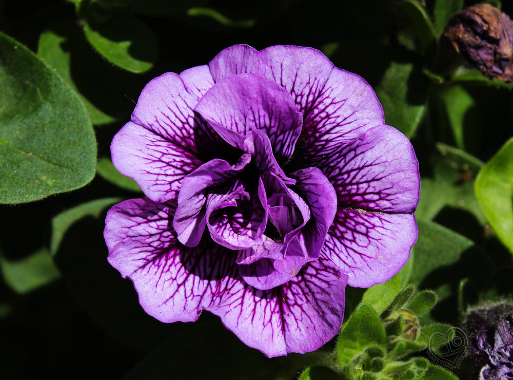 Petunia Supertunia Priscilla