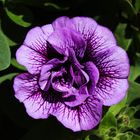 Petunia Supertunia Priscilla