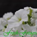 Petunia White