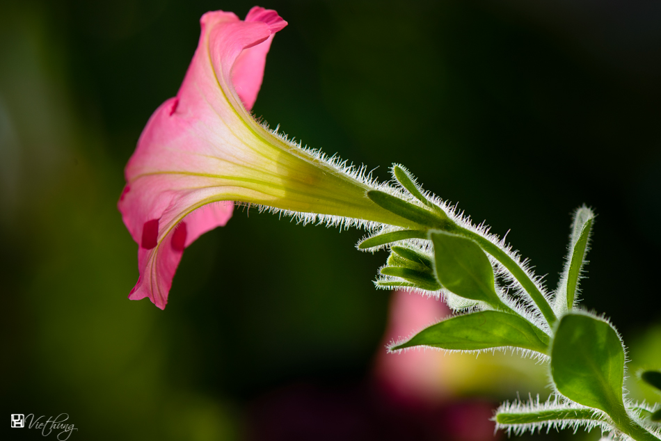 Petunia x hybrida