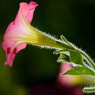 Petunia x hybrida