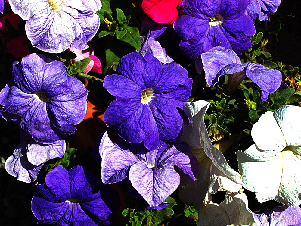 Petunias