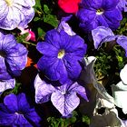 Petunias