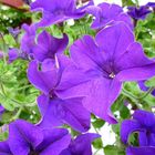 Petunias