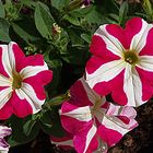 Petunias bicolores