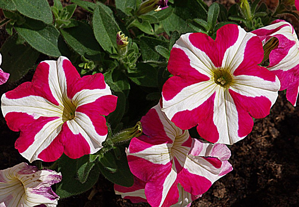 Petunias bicolores