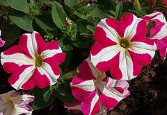 Petunias bicolores