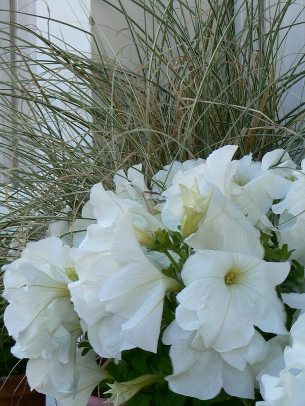 Petunias blancs !