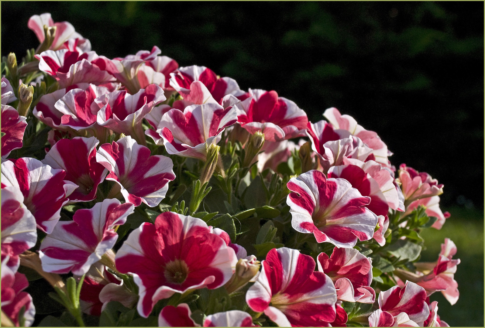 Pétunias dans le jardin