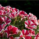 Pétunias dans le jardin