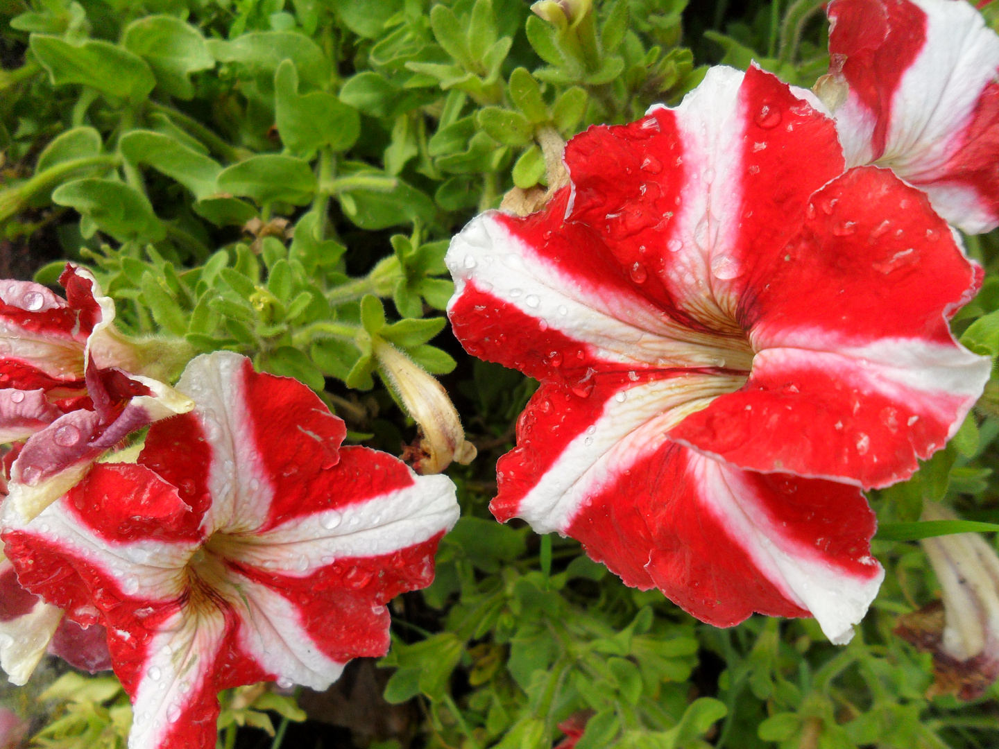 petunias