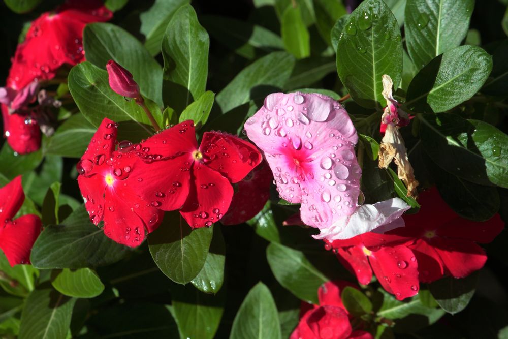 petunias fucsias