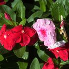 petunias fucsias