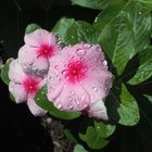 petunias rosas