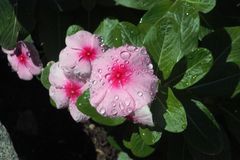 petunias rosas