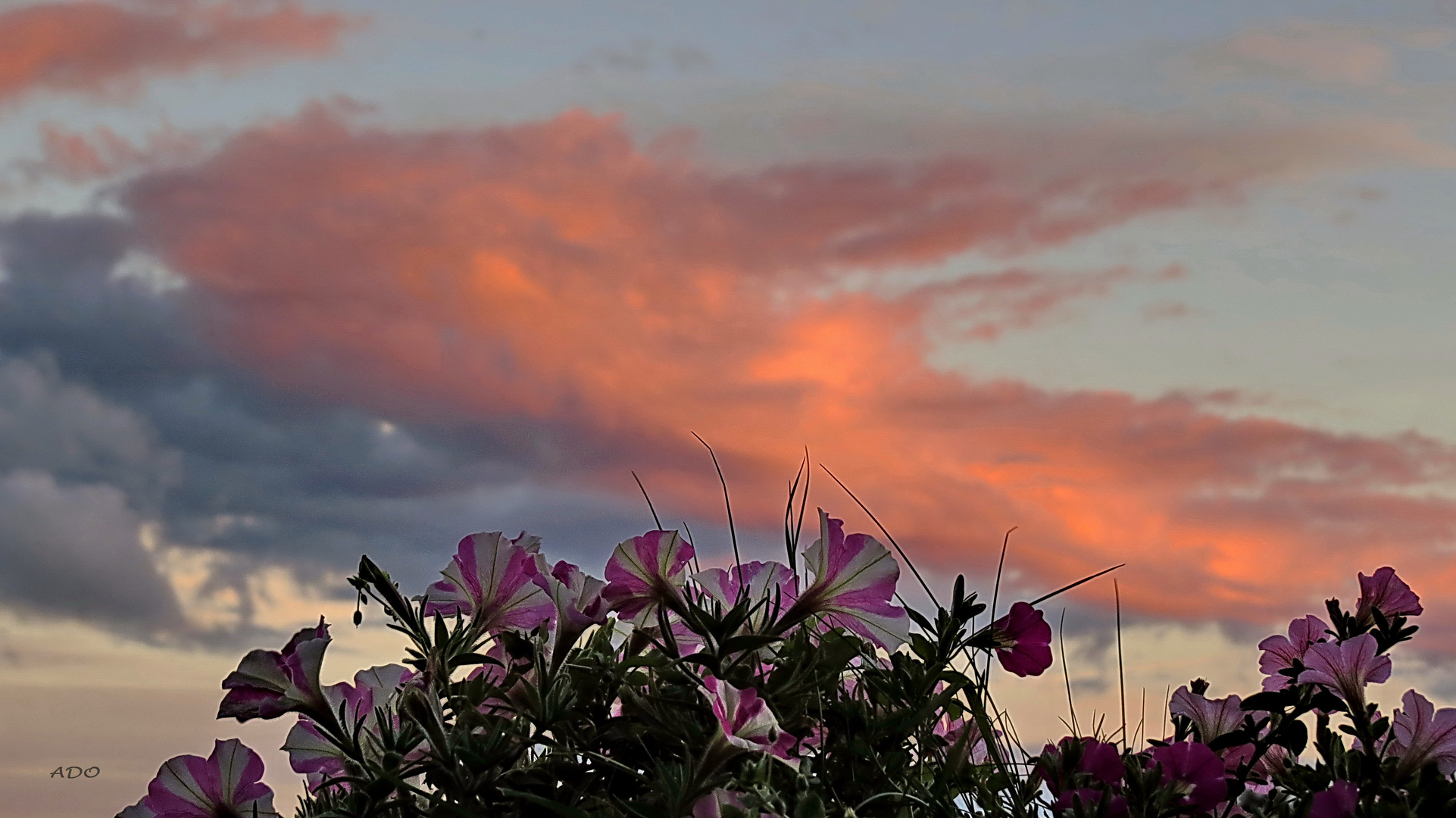 pétunias roses 