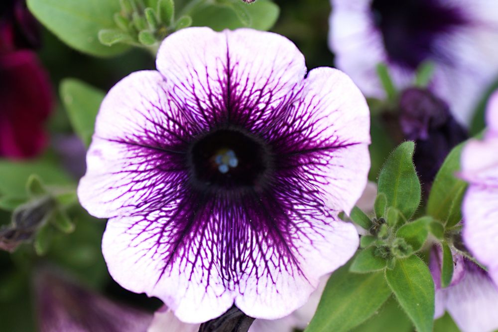 Petunie II Foto &amp; Bild pflanzen, pilze &amp; flechten, blüten