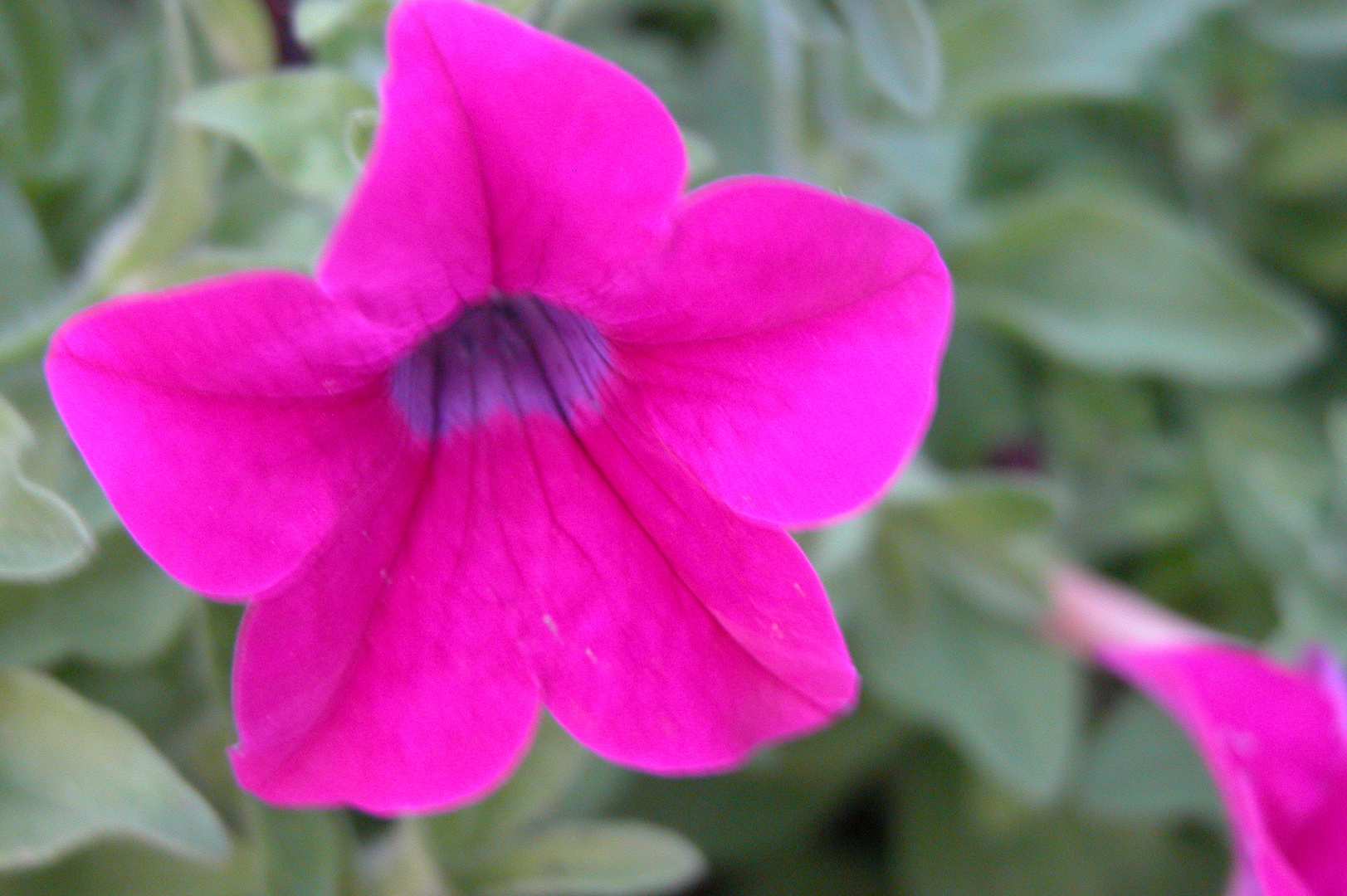 Petunie im Garten