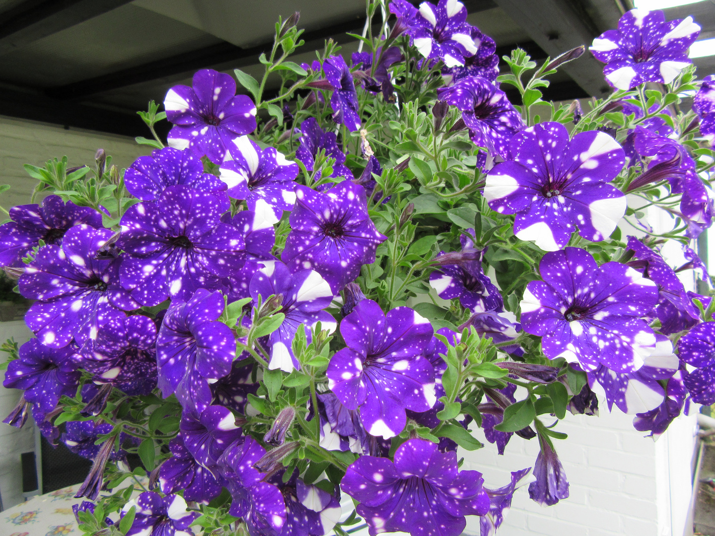 Petunien ... Foto & Bild | natur, blumen, pflanzen Bilder auf fotocommunity