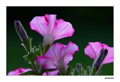 Petunien im abendlichen Licht....