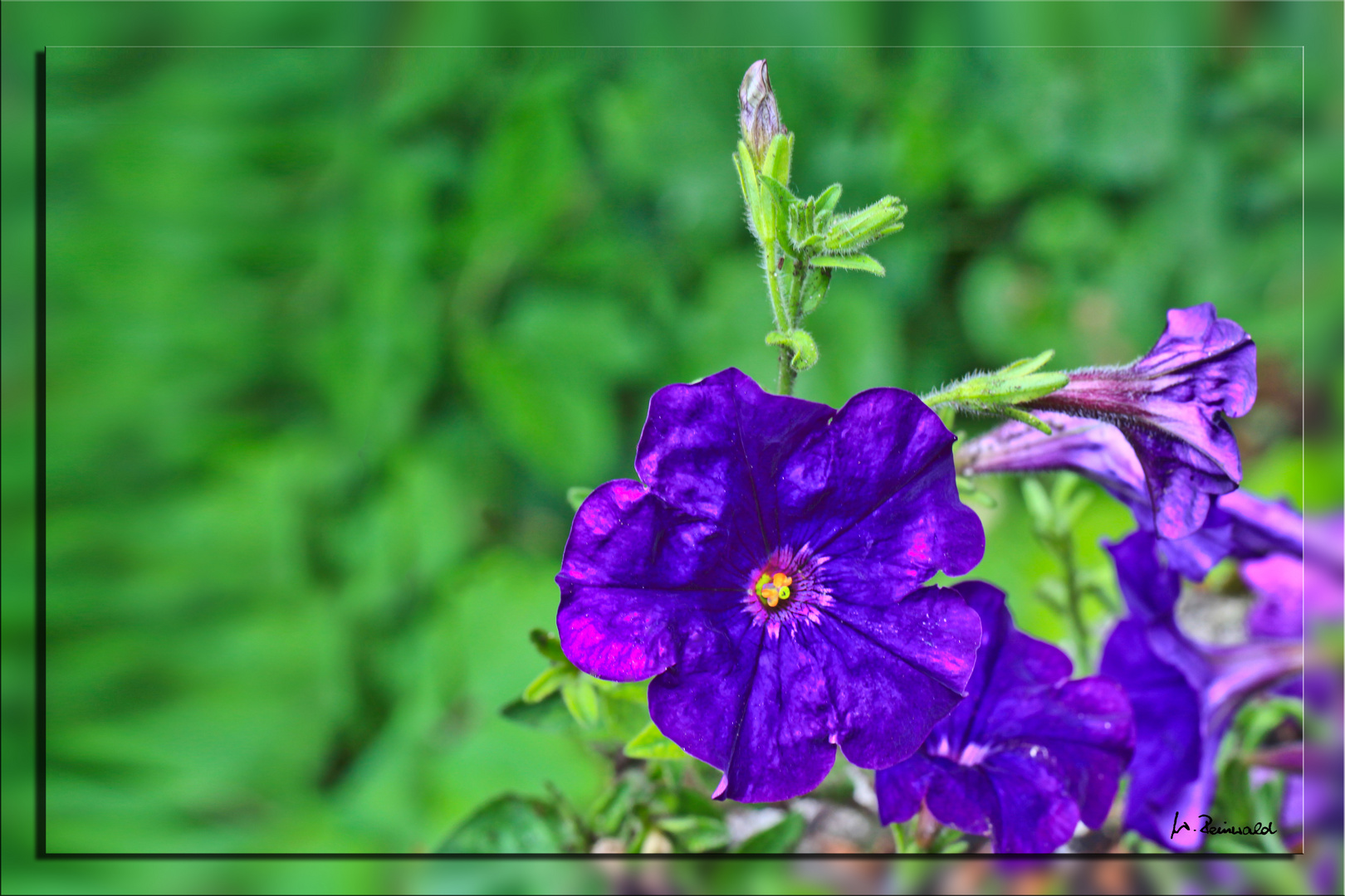 Petunien in lila...... Foto & Bild pflanzen, pilze & flechten, blüten