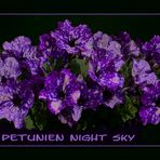 PETUNIEN NIGHT SKY