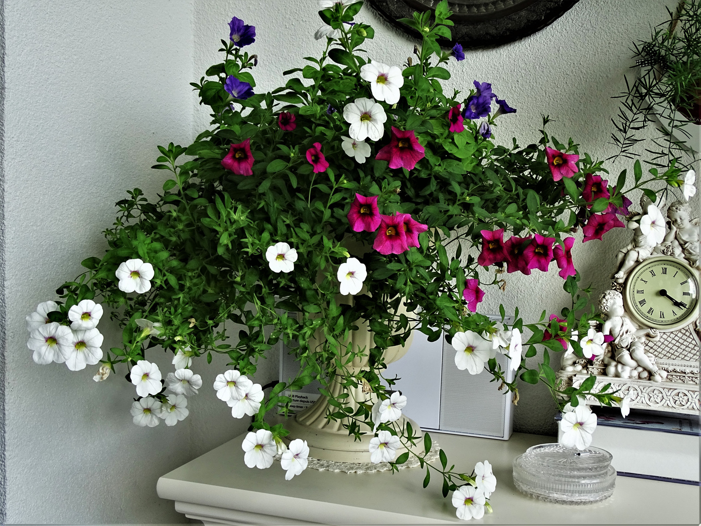 Petunien Petunia Foto Bild Natur Blumen Pflanzen Bilder